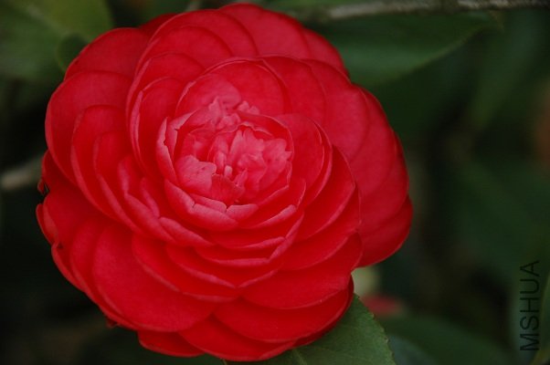 DSC_8207s.jpg