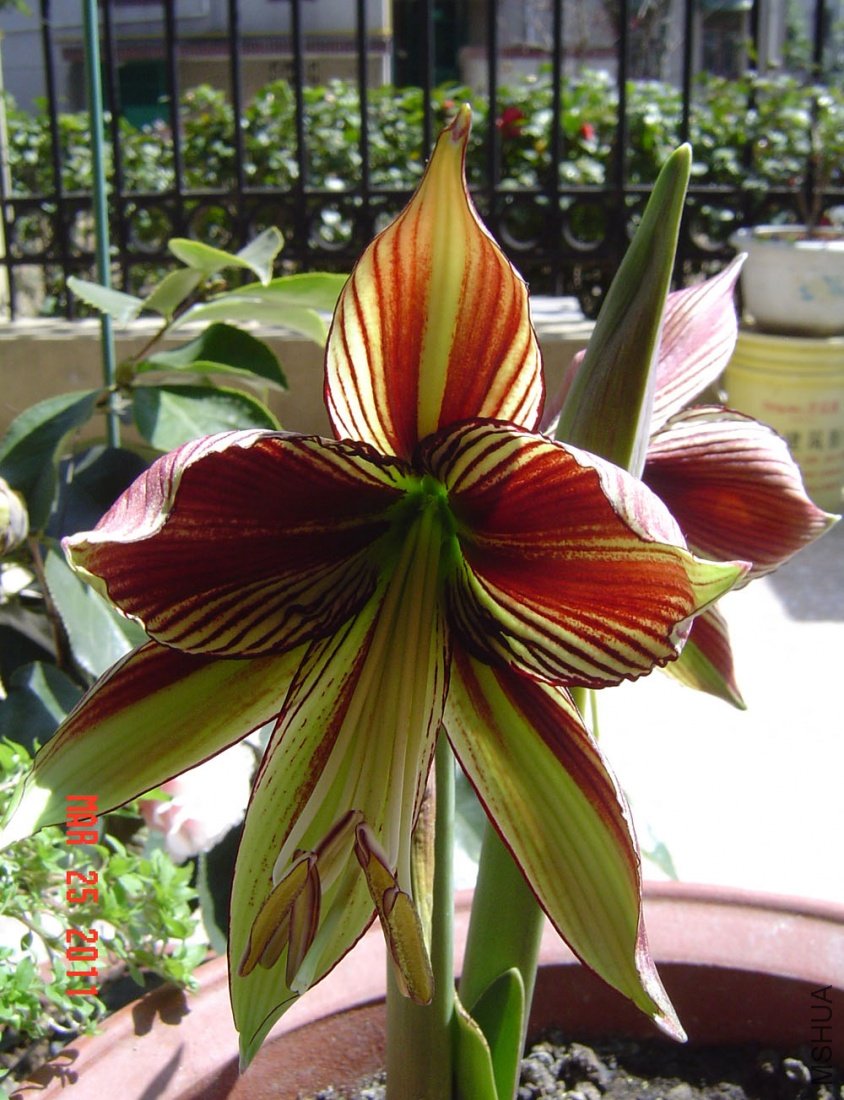 ���b��papillio��.jpg