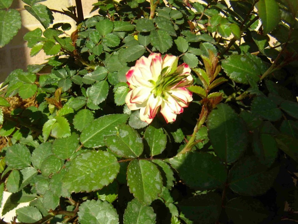 P4040003.jpg