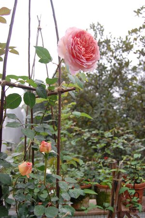 DSC_0953.jpg