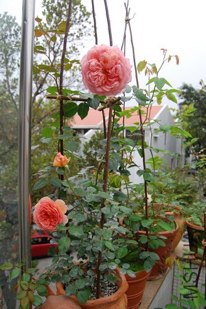DSC_0992.jpg