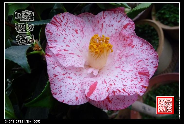 2011��ɰ��-009a.jpg