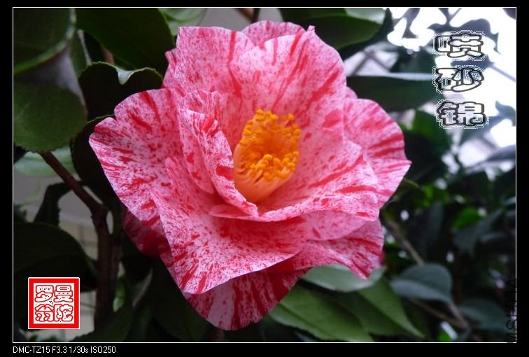 2011��ɰ��-003.jpg