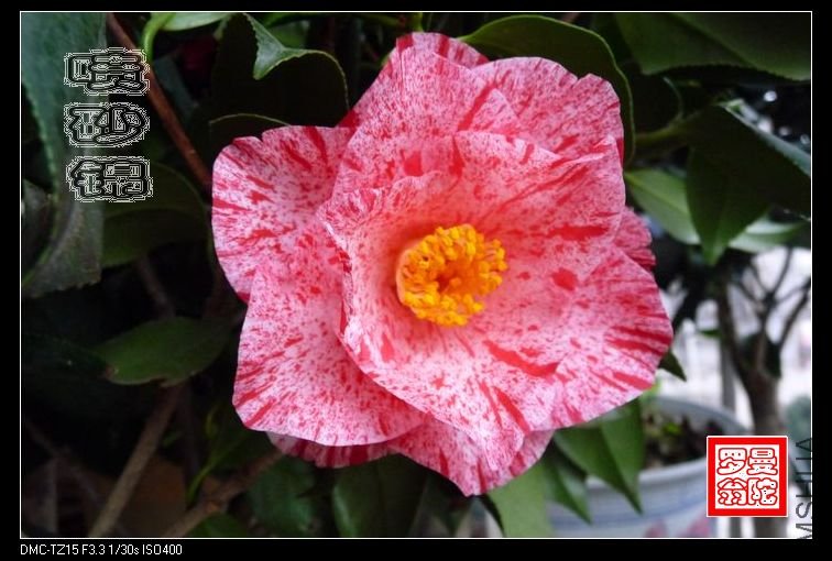 2011��ɰ��-002.jpg
