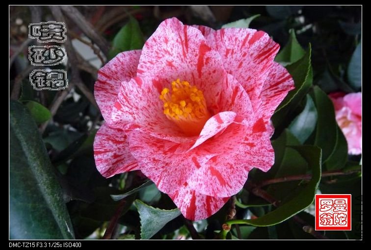 2011��ɰ��-005.jpg