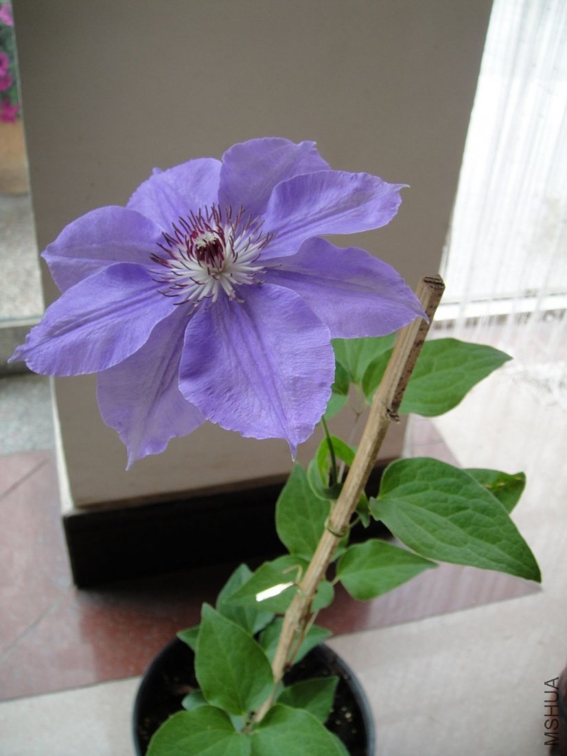 DSC02173.JPG
