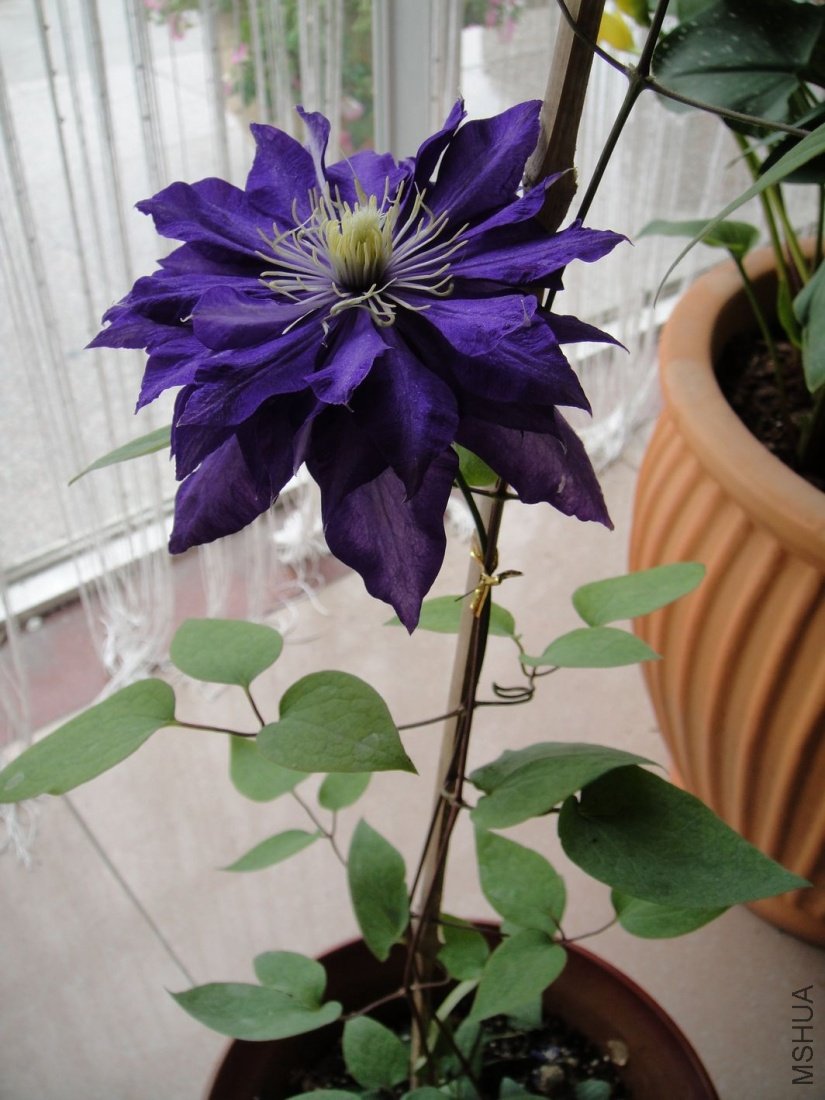 DSC02172.JPG
