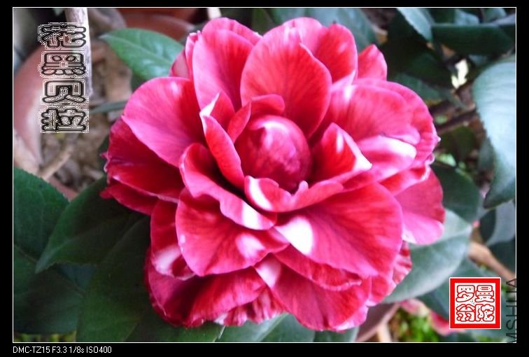 2011���ڱ���-04.jpg