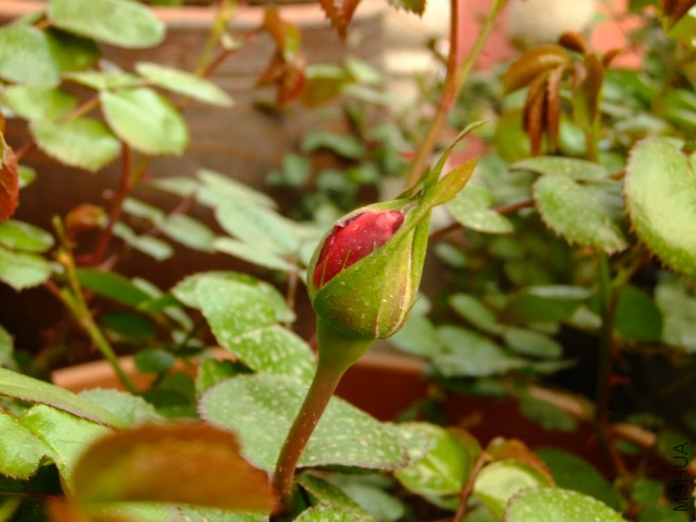 DSCF3719.jpg