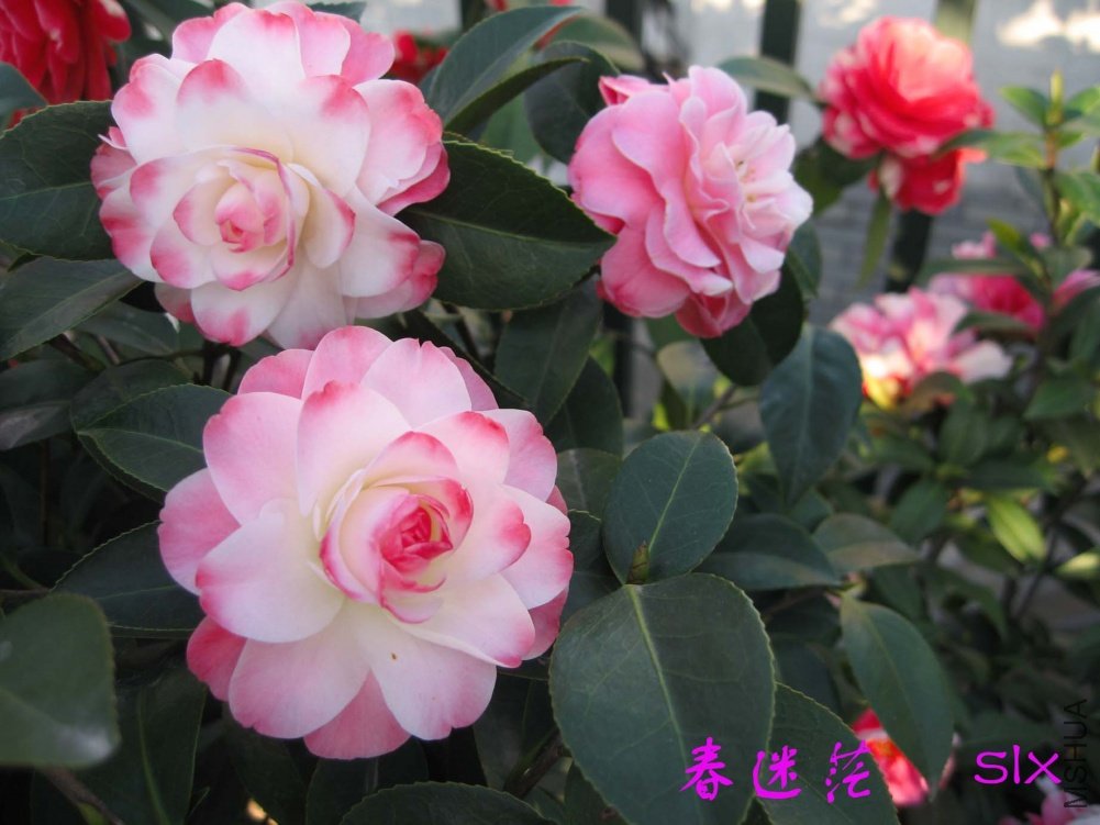 ����ã11-4-2(2) .jpg