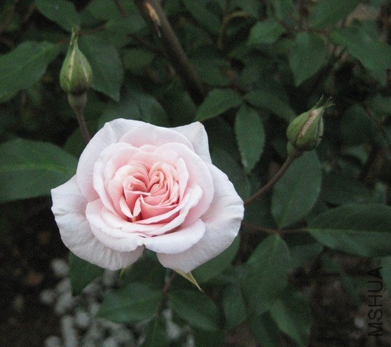 cecile brunner bush.jpg