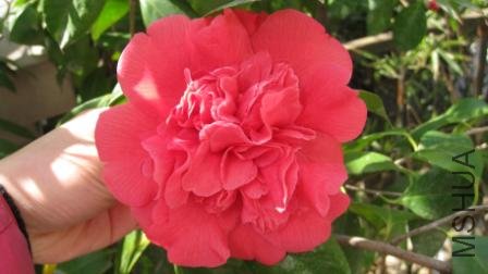 ��Ƭ 026.jpg