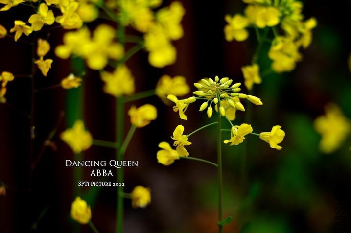 ������С 29434_1301925731.jpg