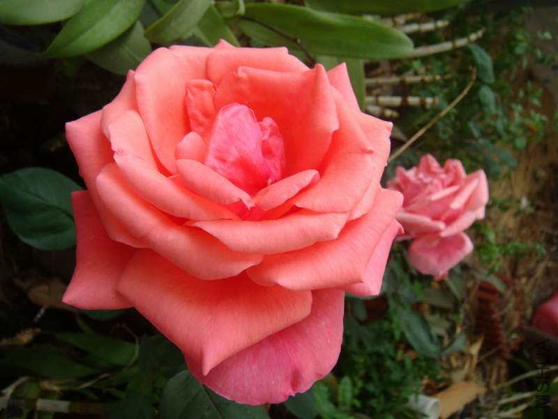 ����ɳ��Ů��