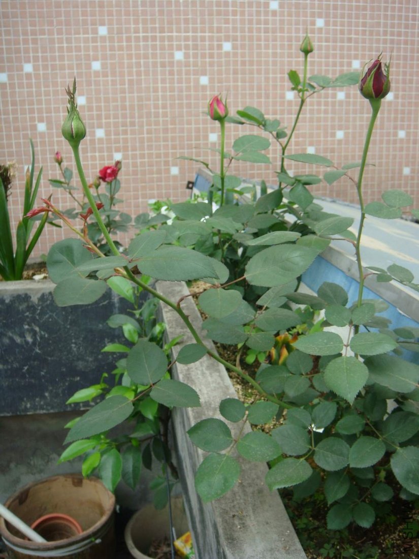 �����С�����