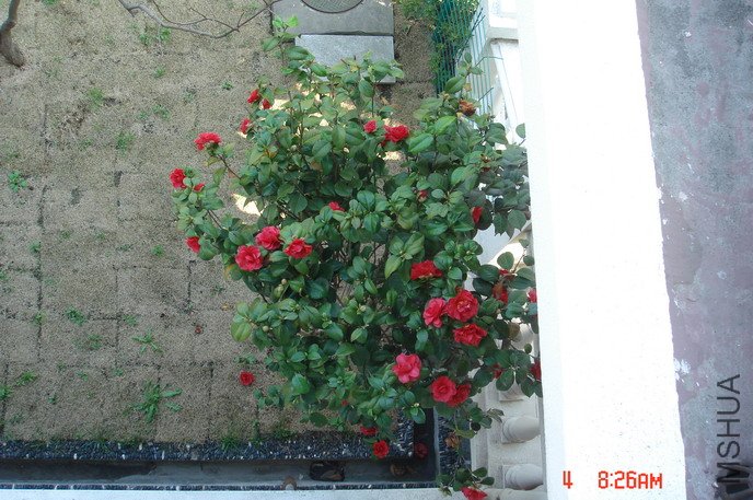 DSC03388.JPG