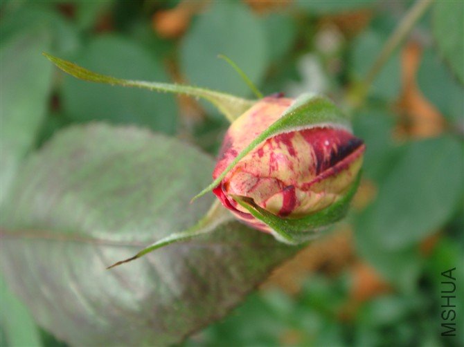 ��ɫʱ��˵���