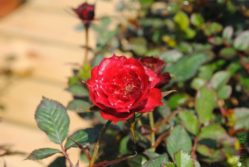 DSC_0015.JPG