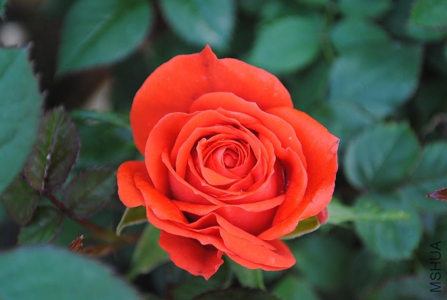DSC_0033.JPG