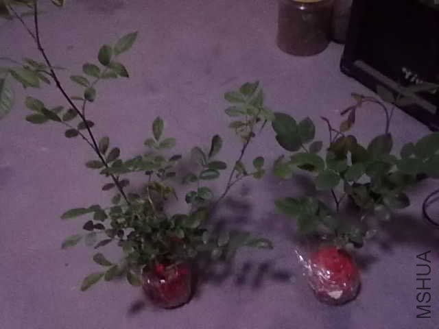 ��������ͷ��ڵ�����