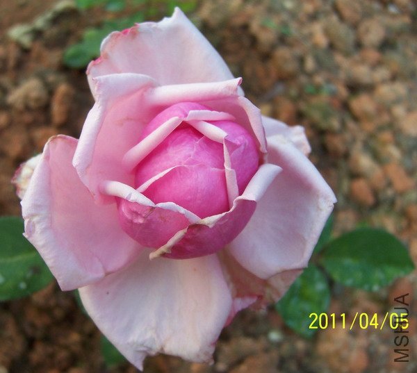 20110405 015.jpg