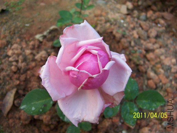 20110405 013.jpg