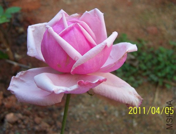 20110405 018.jpg