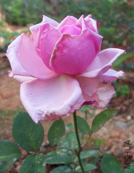 20110405 021.jpg