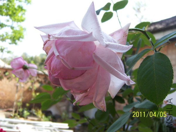 20110405 031.jpg