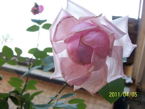 20110405 032.jpg