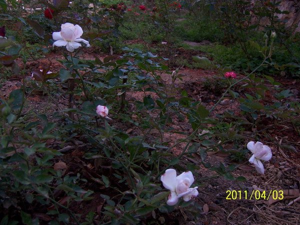 20110403 024.jpg
