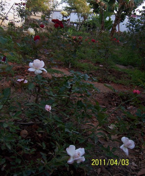 20110403 025.jpg