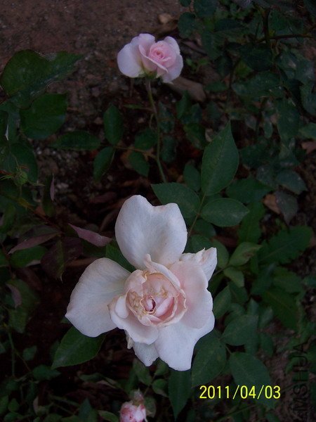 20110403 026.jpg