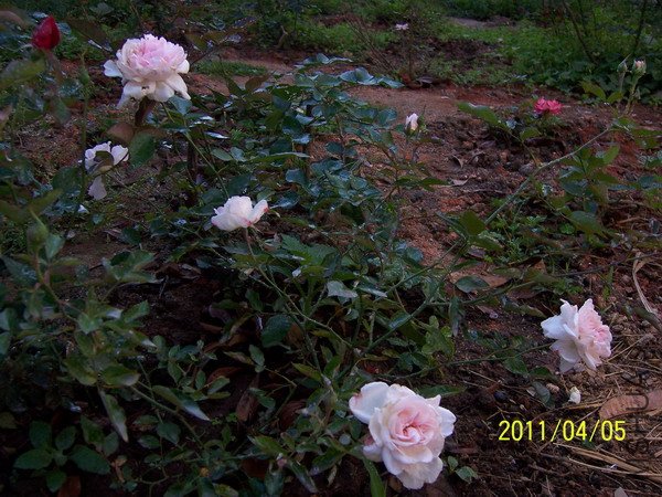 20110405 007.jpg