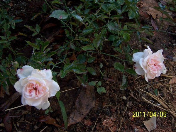 20110405 009.jpg