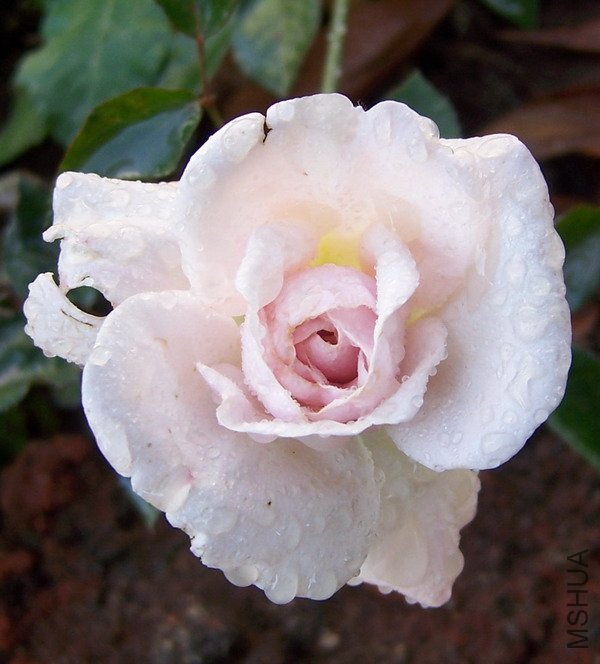 20110405 011.jpg