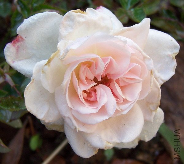 20110405 010.jpg