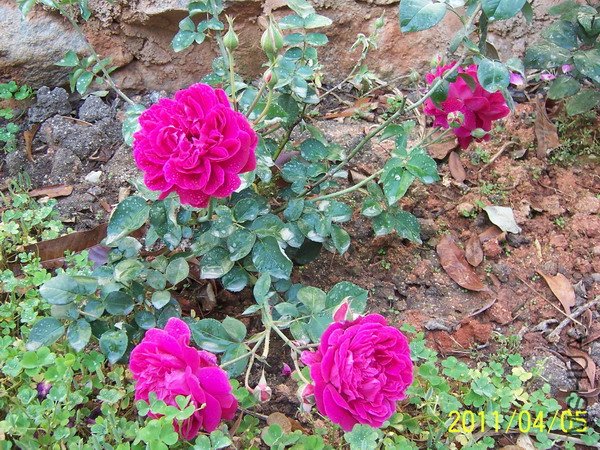 20110405 003.jpg