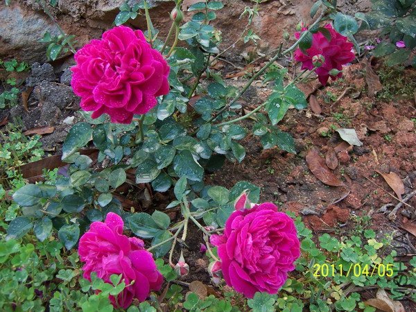 20110405 004.jpg