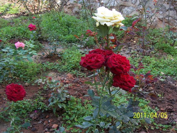 20110405 022.jpg