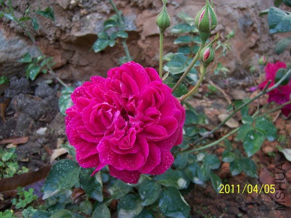 20110405 005.jpg