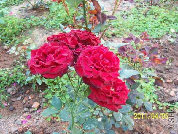 20110405 023.jpg
