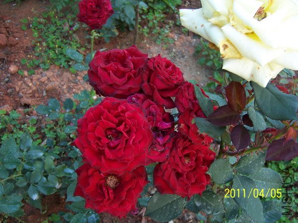 20110405 024.jpg