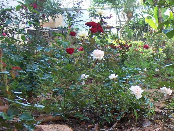 20110405 016.jpg