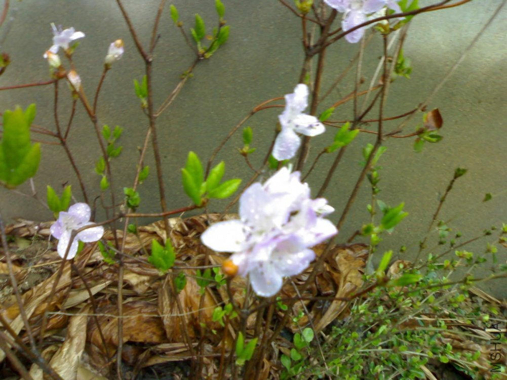 a20110406812.jpg