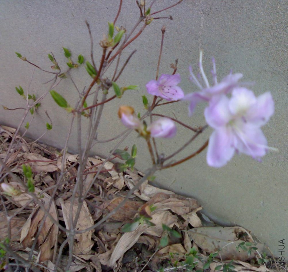 a20110402808.jpg