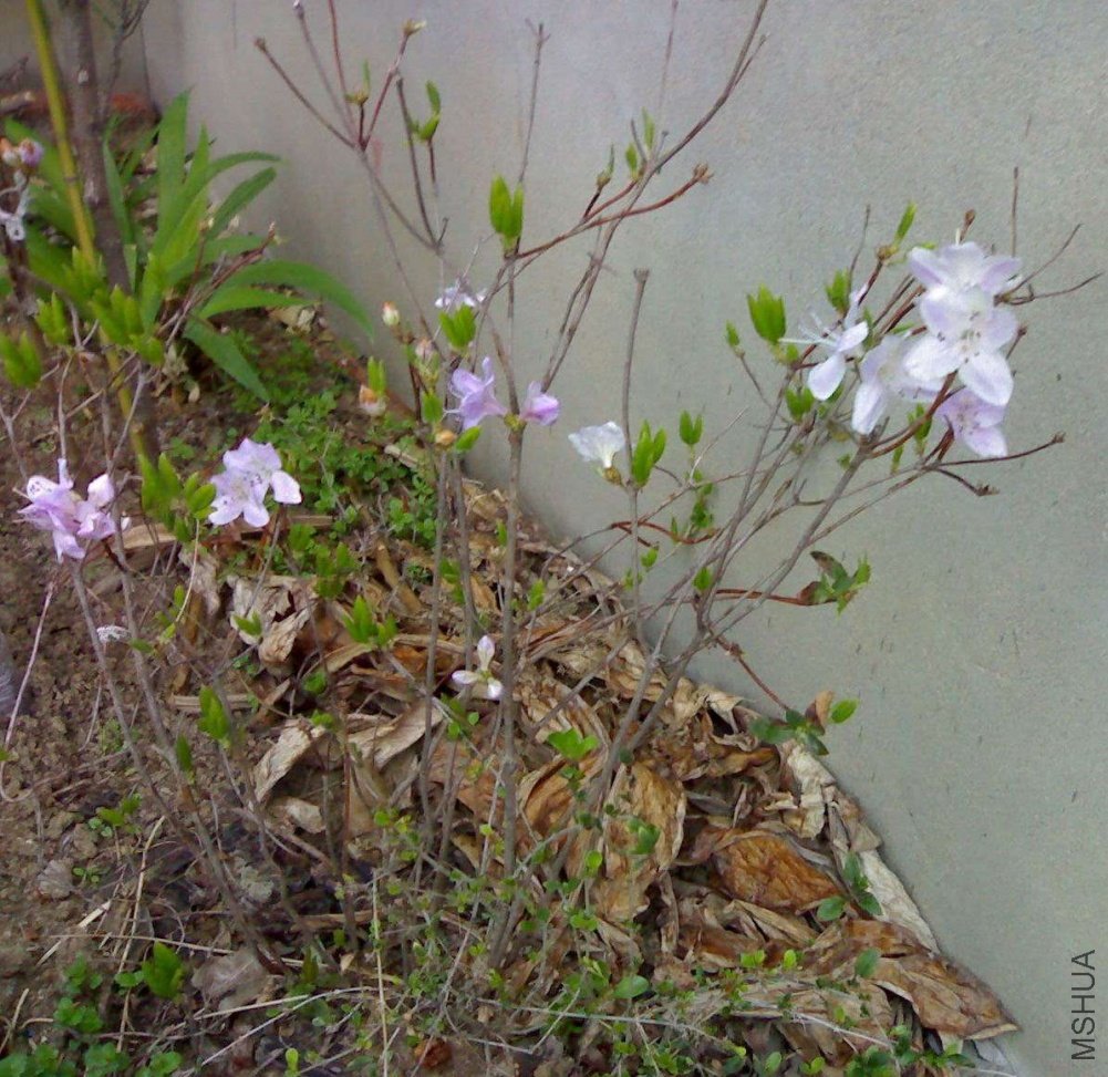 a20110406810.jpg