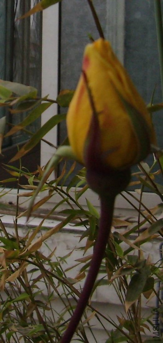 aP4020002.jpg
