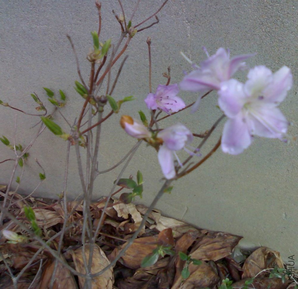 a20110403809.jpg