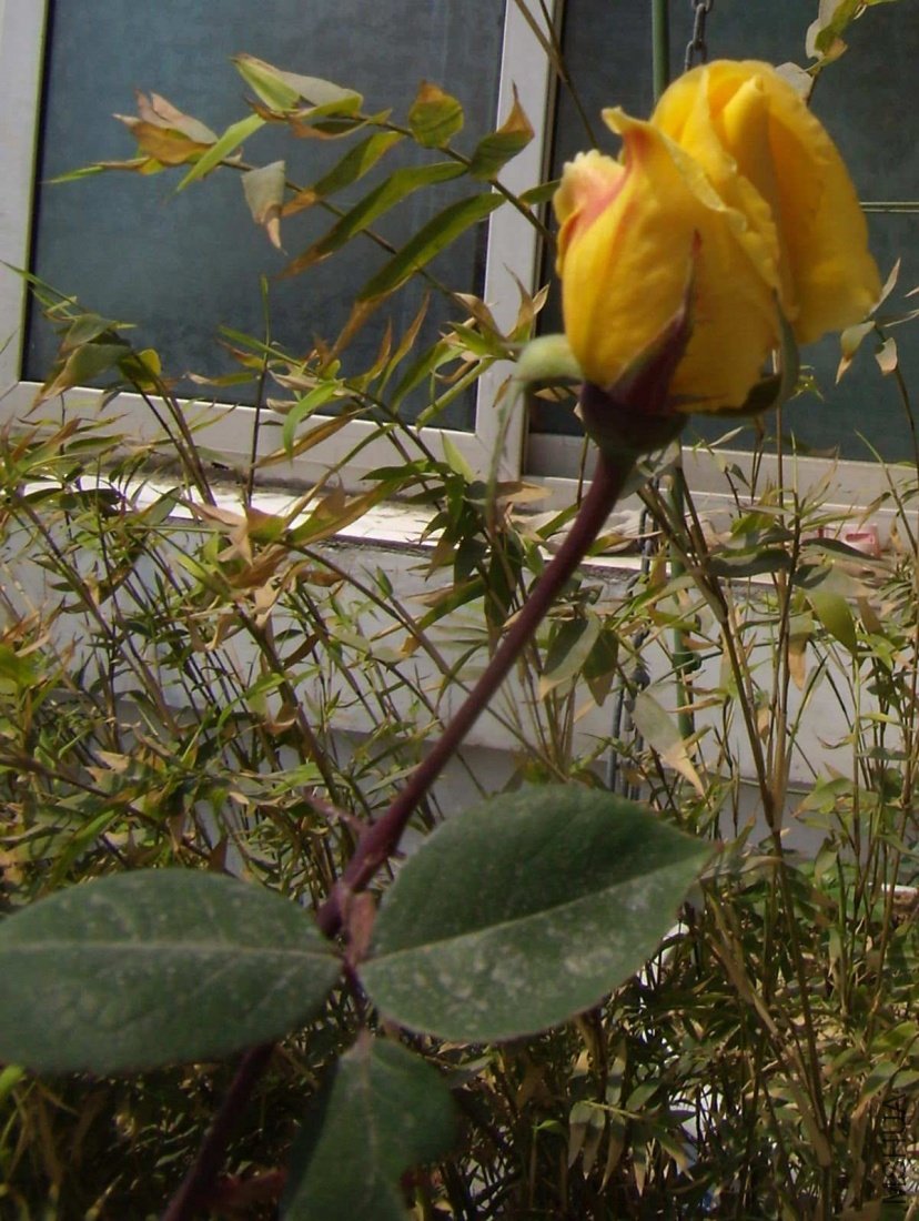 aP4040001.jpg